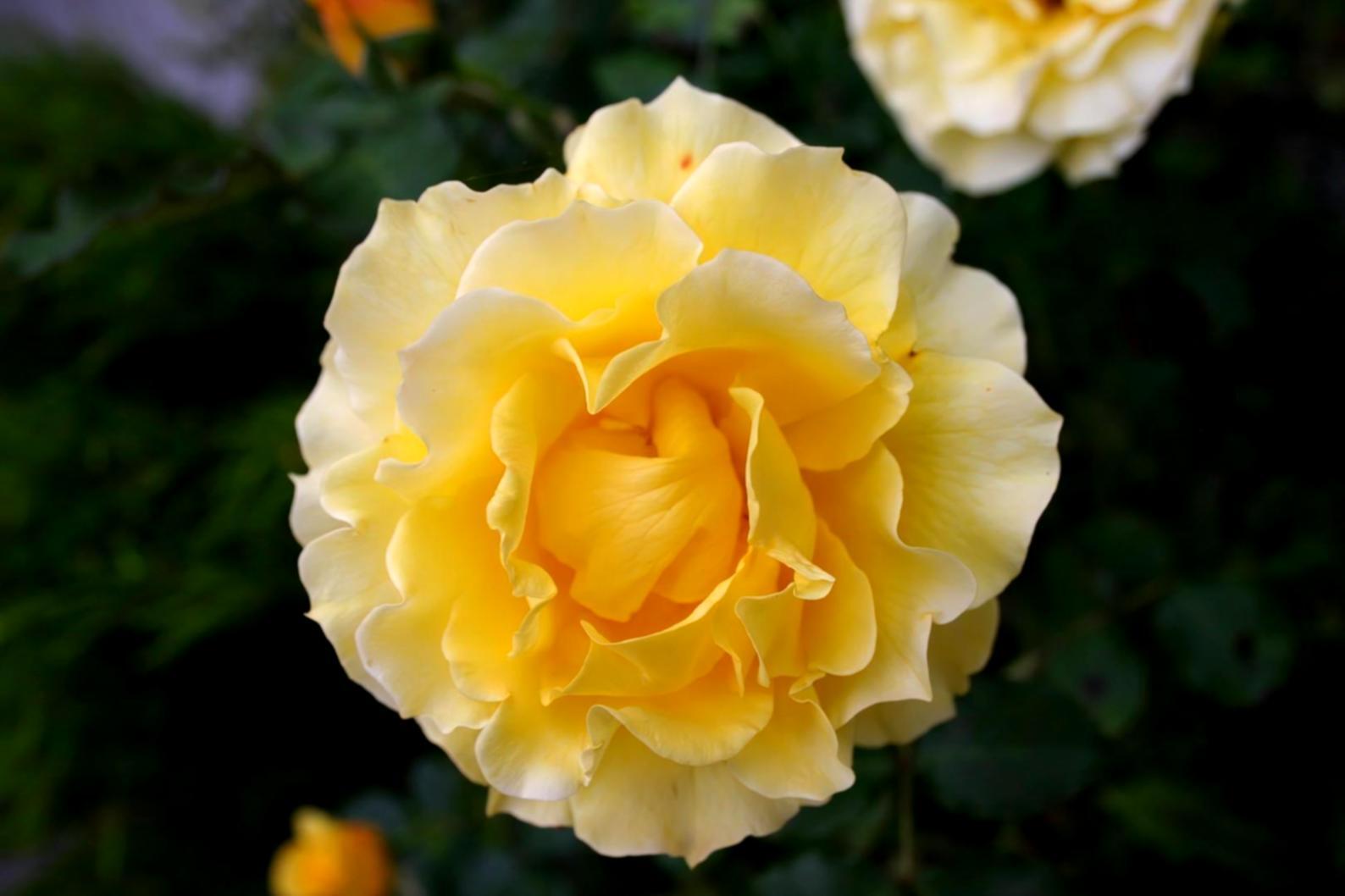 Student learning flower arrangement techniques